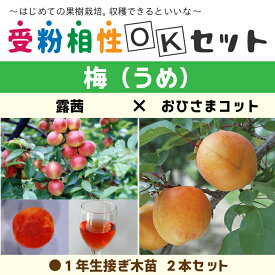 梅 苗木 【梅2品種 受粉相性OKセット 露茜 ［登録品種］ × おひさまコット ［登録品種］】 1年生 接ぎ木苗 ×2本セットうめ 杏 杏子 アプリコット 苗 果樹 果樹苗