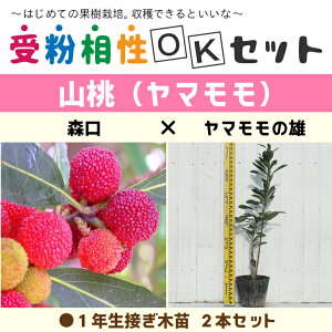  } c y}2i 󕲑OKZbg X × }̗Yz 1N ڂؕc ×2{Zbg ij[ܕtj R c }̖ ʎc ʎc kCE