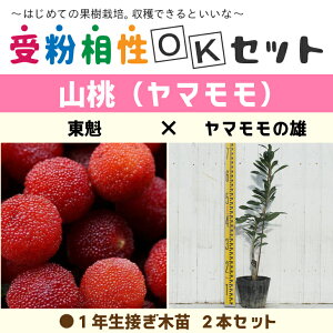 } c y}2i 󕲑OKZbg @ × }̗Yz 1N ڂؕc ×2{ZbgR c }̖ ʎc ʎc