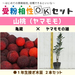 } c y}2i 󕲑OKZbg T × }̗Yz 1N ڂؕc ×2{ZbgR c }̖ ʎc ʎc