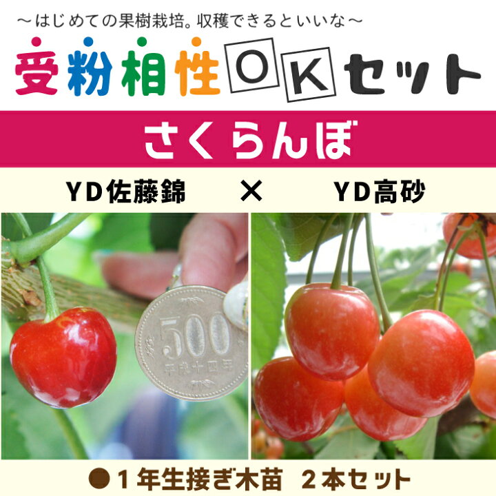 楽天市場】さくらんぼ 苗木 【さくらんぼ2品種 受粉相性OKセット YD 