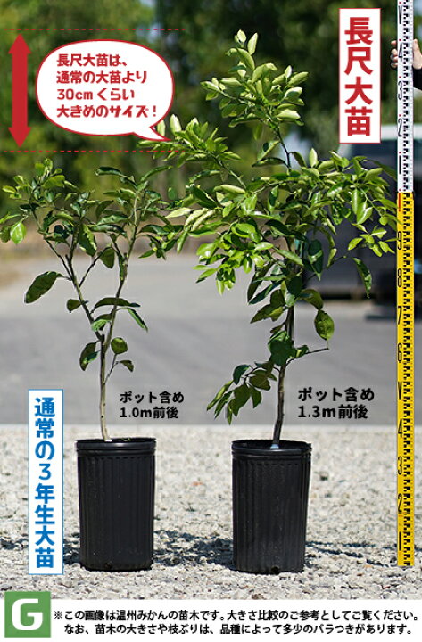 楽天市場 長尺果樹苗 1 3m 文旦 苗木 スウィーティー 別名 オロブロンコ 3年生 接ぎ木 長尺 大苗 スイーティー ブンタン グレープフルーツ 苗 常緑 果樹 柑橘 柑橘苗木 果樹苗木 苗木の専門店 グリーンでｇｏ