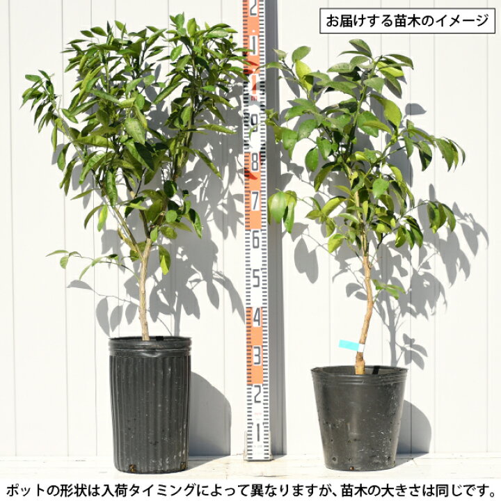 楽天市場 グレープフルーツ 苗木 ルビー 3年生 接ぎ木 約1 0m 大苗 ピンク レッドブラッシュ 苗 常緑 果樹 柑橘 柑橘苗木 果樹苗木 苗木の専門店 グリーンでｇｏ