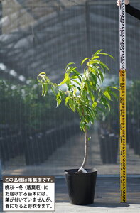 ԓ c yЂȂ̂ mo^inz 3N ڂ 1.3m c ԓ̕c ԓ̖ Ԗ ʎc ʎc 