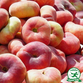 桃 苗木 【蟠桃 （ばんとう）】 1年生 接ぎ木 ポット苗 だいこうばんとう 座禅桃 白桃 もも 苗 果樹 果樹苗