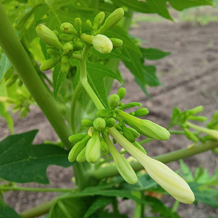 楽天市場 パパイヤ 苗 美らタイ 一代交配 ポット苗 ちゅらたい パパイア 実のなるパパイヤ 国産 常緑 果樹 常緑樹 観葉植物 苗木の専門店 グリーンでｇｏ