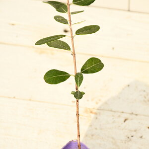 楽天市場 南国フルーツ フェイジョア ジェミニ 苗木の専門店 グリーンでｇｏ