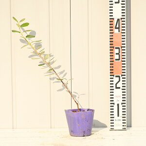 楽天市場 南国フルーツ フェイジョア ジェミニ 苗木の専門店 グリーンでｇｏ