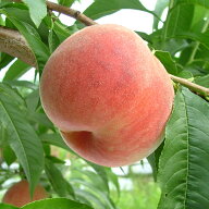■優良2年生大苗■ 桃 苗木 【日川白鳳 （ひかわはくほう）】 2年生大苗 接ぎ木 もも 苗 果樹 果樹苗