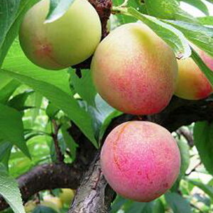 X v c yΑ i킹jz 1N ڂ |bgc  c ʎ ʎc