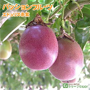 苗 緑のカーテンの人気商品 通販 価格比較 価格 Com