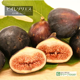 イチジク 苗 【ビオレソリエス】ビオレーソリエス 3年生 挿し木 約1.3m 大苗 無花果 苗 果樹 果樹苗