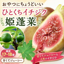 イチジク 苗 【姫蓬莱 （ヒメホウライ）】 1年生 挿し木 ポット苗 無花果 苗 果樹 果樹苗