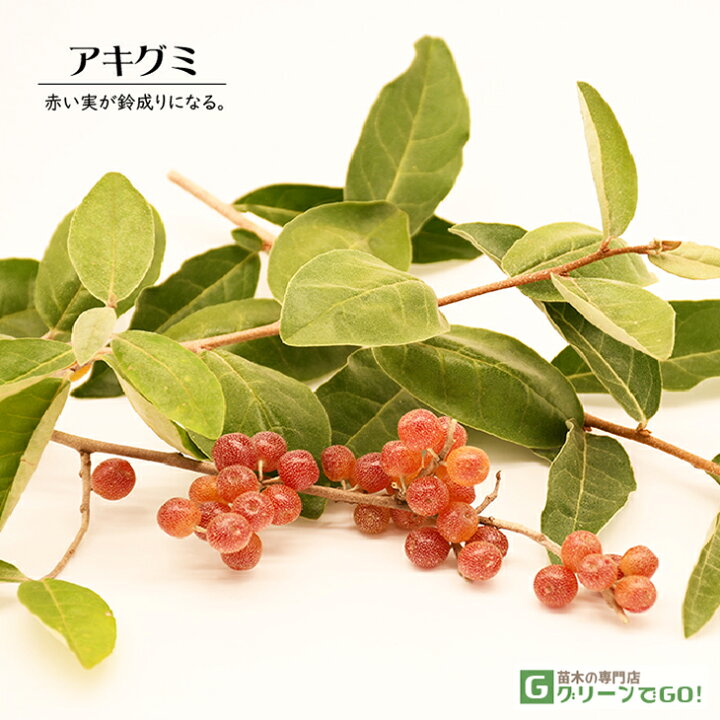 楽天市場】グミ 苗木 【アキグミ】 1年生 ポット苗 茱萸 胡頽子 苗 