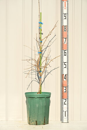 楽天市場 グリｇｏ の定番果樹 ザクロ シャインレッド 苗木の専門店 グリーンでｇｏ