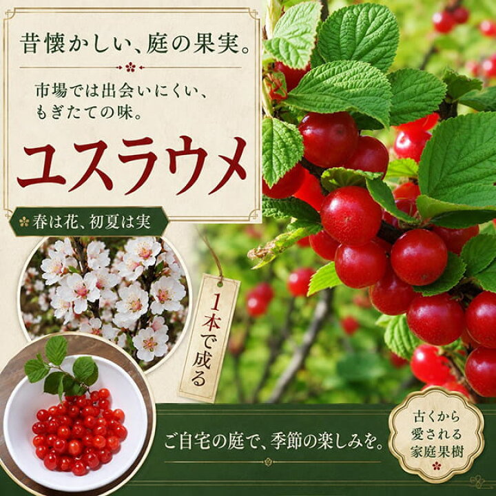 楽天市場】ユスラウメ 苗木 【赤実ユスラウメ】 3年生 約1.3m 接ぎ木 
