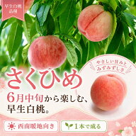 ■優良2年生大苗■ 桃 苗木 【さくひめ ［登録品種］】 2年生大苗 接ぎ木 白桃 もも 苗 果樹 果樹苗