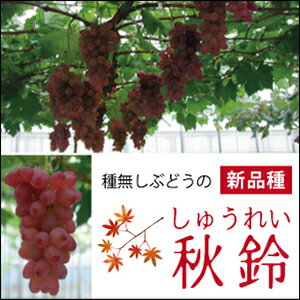 楽天市場 ぶどう 苗木 秋鈴 しゅうれい 1年生 ウイルスフリー 接ぎ木 ポット苗 葡萄 ぶどうの木 通販 果樹 苗 落葉樹 つる性植物 苗木の専門店 グリーンでgo 楽天市場 ぶどう 苗木 秋鈴 しゅうれい 1年生 ウイルスフリー 接ぎ木 ポット苗 葡萄 ぶどうの木 通販 果樹 苗 落葉樹 つる性植物 苗木の専門店 グリーンでgo
