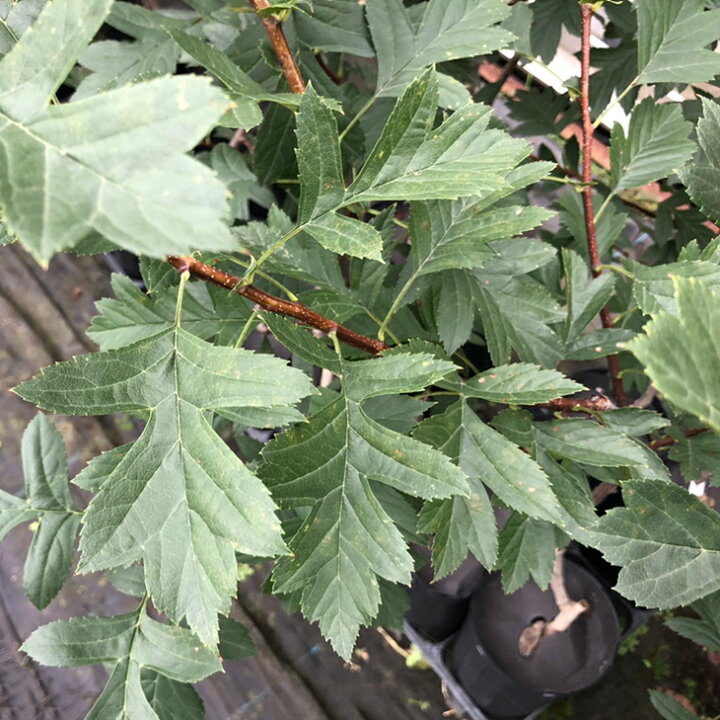 楽天市場 送料無料 サンザシ 苗 食用サンザシ 北京 ぺきん 2年生 挿し木苗 ニーム小袋付き 山査子 サンザシの樹 苗木 植木 花木 庭木 シンボルツリー 落葉樹 中木 北海道 沖縄は送料無料適用外です 苗木の専門店 グリーンでｇｏ