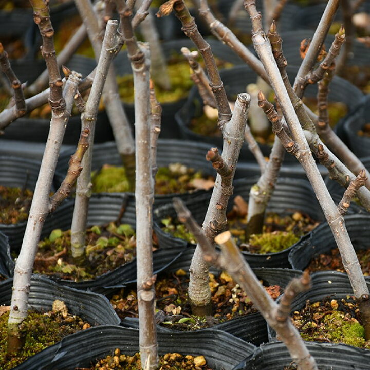 楽天市場 イチジク 苗 一才いちじく 約0 1m 挿し木苗 無花果 苗 果樹 果樹苗 苗木の専門店 グリーンでｇｏ