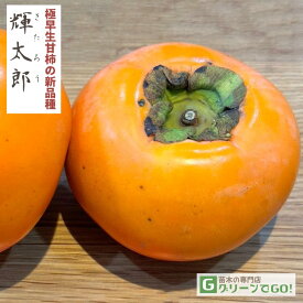 [楽天市場店限定価格] ◆楽天スーパーSALE割引商品◆ 柿 苗木 【完全甘柿 輝太郎（きたろう） ［登録品種］】1年生 接ぎ木苗 かき 苗 果樹 果樹苗