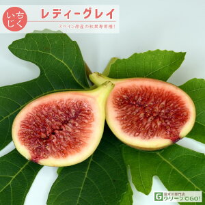 イチジク 苗 【レディーグレイ】 ポット苗 無花果 苗 果樹 果樹苗