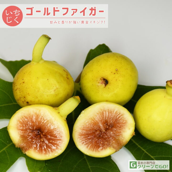 イチジク Yellow-Dragon イエロードラゴン 接木 苗 点てる