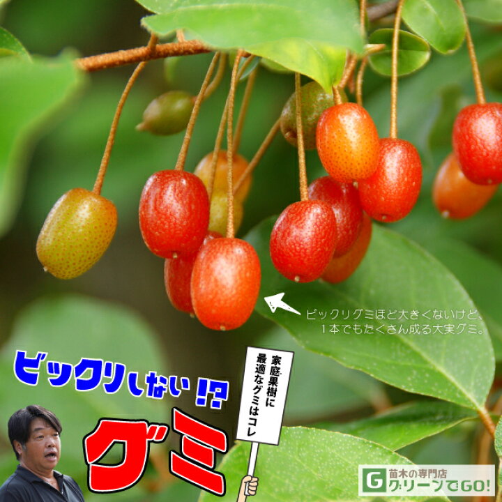楽天市場】グミ 苗木 【ビックリしないグミ】 2年生 挿し木苗 茱萸 