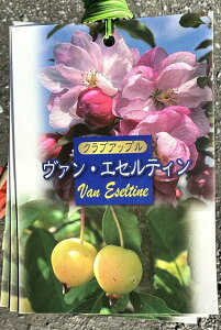  c y@ GZeBz 1N ڂؕc ь c ʎ ʎc NuAbv