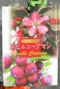  c ylrR[v}z 1N ڂؕc ь c ʎ ʎc NuAbv