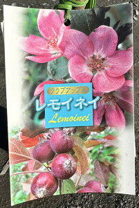 [yVsX艿i] OGO!H̃K[fjOՁ  c yClCz 1N ڂؕc ь c ʎ ʎc NuAbv