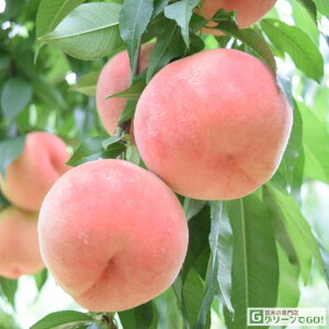  c yЂ߂܂邱z 1N ڂ |bgc  c ʎ ʎc