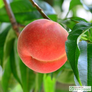  c y甒z 1N ڂ |bgc  c ʎ ʎc