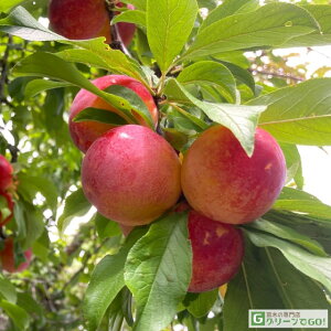 X v c ynj[r[gz 3N ڂ 1.3m c  c ʎ ʎc