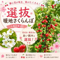 楽天市場】暖地桜桃苗 3年生の通販