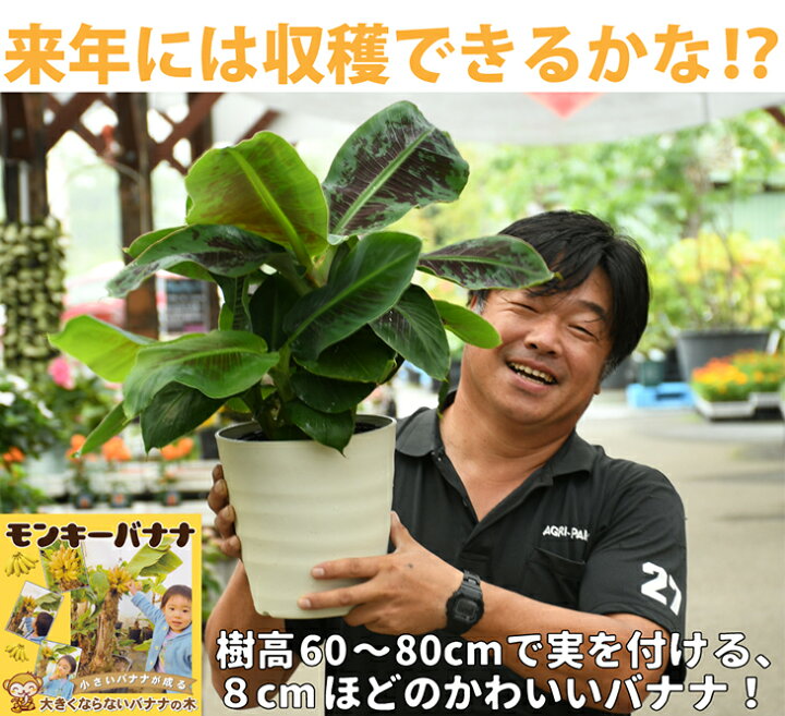 楽天市場 送料無料 バナナ 苗 鉢カバーの色を選べる 矮性バナナ ドワーフ モンキーバナナ 6号大株苗 鉢カバー 受け皿 化成肥料 福玉 小袋付き モンキーバナナ 通販 バナナの木 熱帯植物 観葉植物 常緑 苗木 果樹 果樹苗 北海道 沖縄は送料無料適用外です