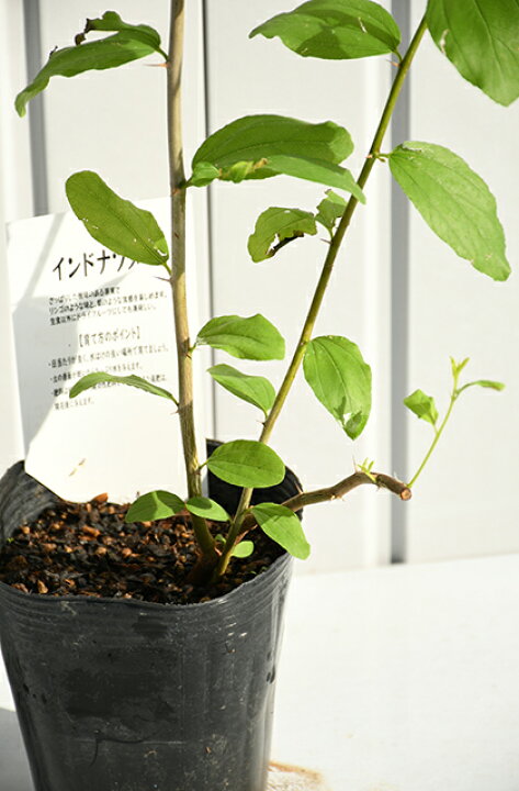 インド ナツメ 接ぎ木苗 蜜棗 台湾ナツメ - メルカリ