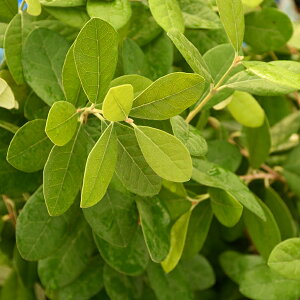 tFCWA c y}Az } 0.3m |bgc tBWA pCibvOAo  c ʎ ʎc