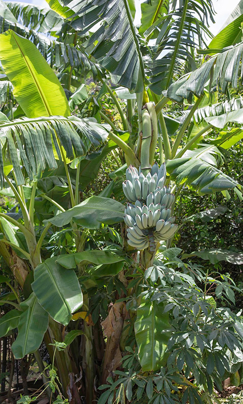 パイナップル 苗  ポット苗 パイナップルの木 熱帯植物 トロピカルフルーツ 常緑 苗木 果樹 果樹苗