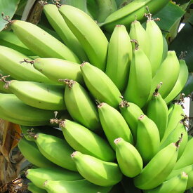 バナナ 苗 【三尺バナナ】 ポット苗 バナナの木 熱帯植物 トロピカルフルーツ 常緑 苗木 果樹 果樹苗