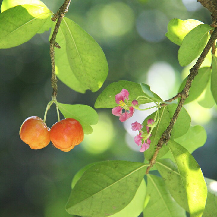 市場 果樹の苗 アセロラ フロリダスイート4号ポット 園芸ネット