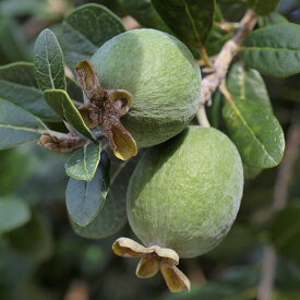 フェイジョア 苗 【バムビナR】 2年生 挿し木苗 フィジョア パイナップルグアバ 珍果 苗 果樹 果樹苗