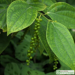 [yVsX艿i] OGO!H̃K[fjOՁ RVE c yӞ i낱傤jz |bgc Ӟ c  cA