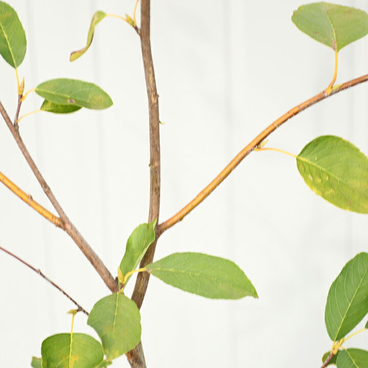 楽天市場 ジューンベリー 苗 バレリーナ 3年生苗 ベリー 苗木 シンボルツリー 果樹苗 落葉樹 苗木の専門店 グリーンでｇｏ