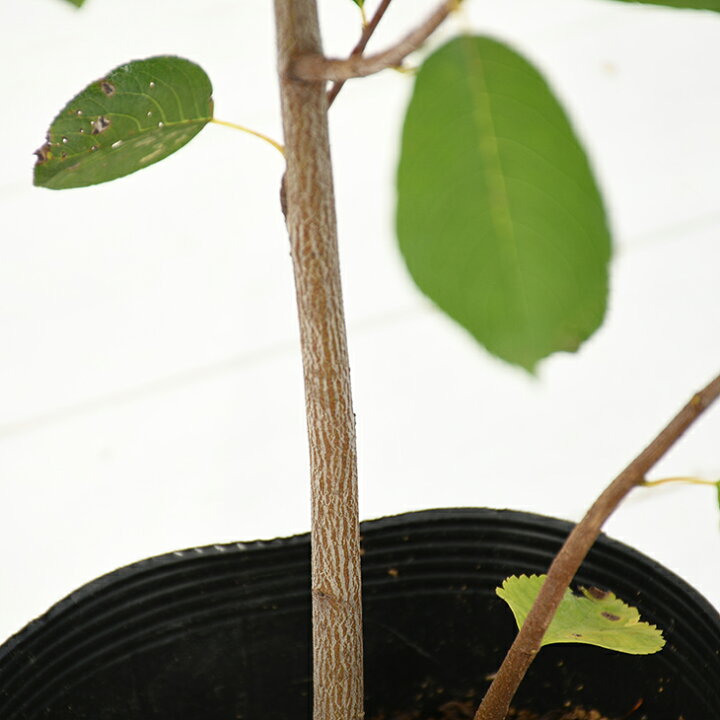 楽天市場 ジューンベリー 苗 バレリーナ 3年生苗 ベリー 苗木 シンボルツリー 果樹苗 落葉樹 苗木の専門店 グリーンでｇｏ