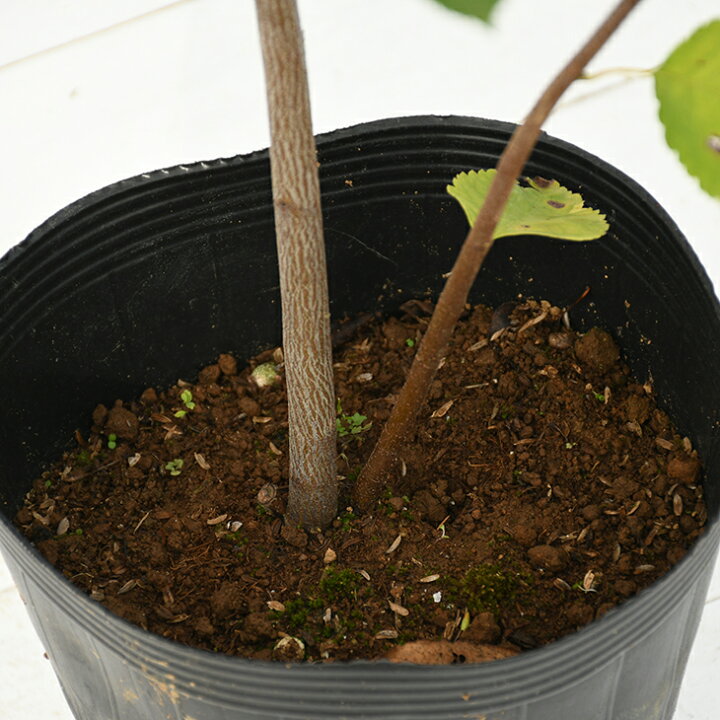 楽天市場 ジューンベリー 苗 バレリーナ 3年生苗 ベリー 苗木 シンボルツリー 果樹苗 落葉樹 苗木の専門店 グリーンでｇｏ