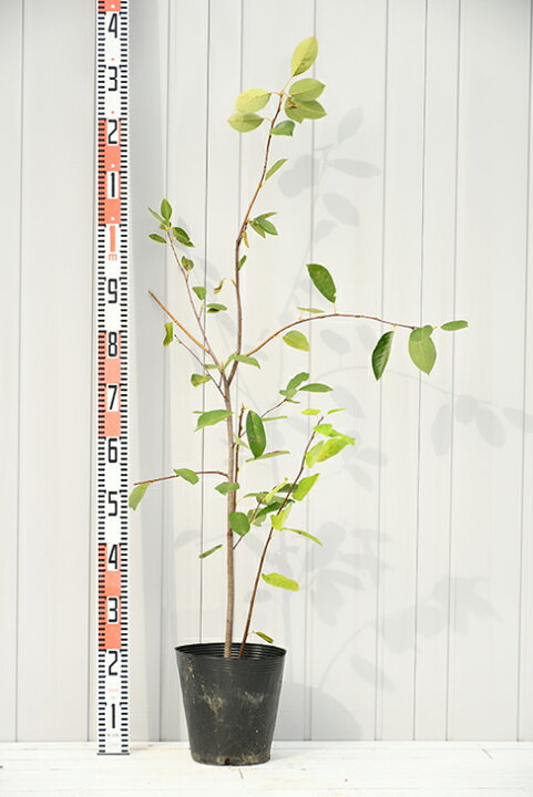 楽天市場 ジューンベリー 苗 バレリーナ 3年生苗 ベリー 苗木 シンボルツリー 果樹苗 落葉樹 苗木の専門店 グリーンでｇｏ