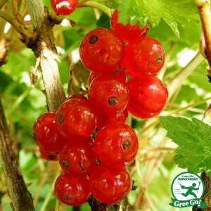 JVX c ybhJ[gz |bgc tTXO x[ c ʎc