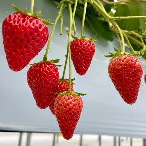  c y炭ȂC`Sz 3|bgc   ͔| ƒ؉ N