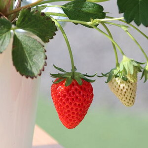  c y[Yx[ bhz 3|bgc   ͔| ƒ؉ N